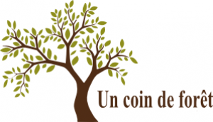 Un coin de forêt